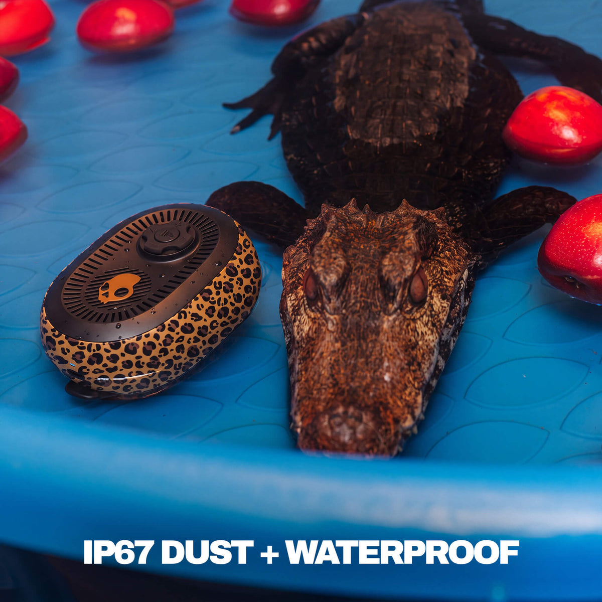 A session 540 leopard speaker and orange skull logo sits next to a real alligator in a blue plastic pool, with text at the bottom reading 'IP67 DUST + WATERPROOF'. | Leopard